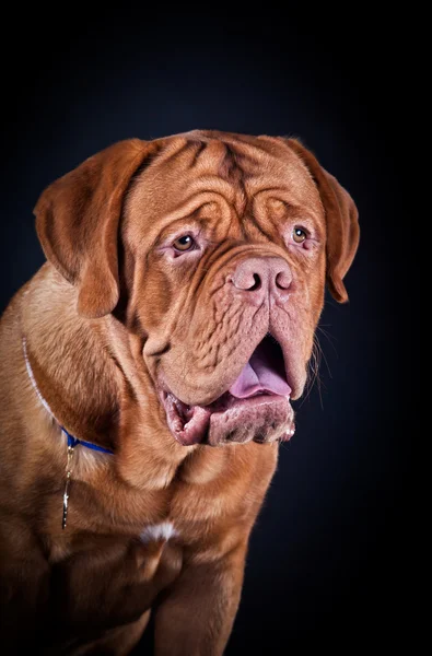 Bordeauxdog — Stockfoto