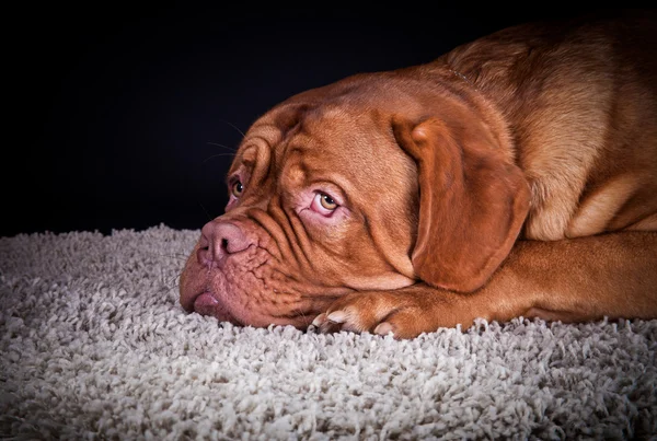 Bordeauxdogge — Stockfoto