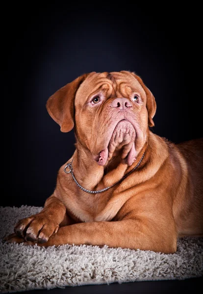 Dogo de Burdeos — Foto de Stock