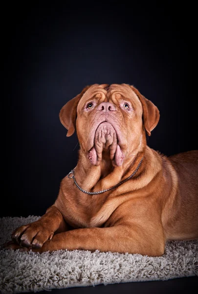 Dogue de Bordeaux sobre fondo negro — Foto de Stock