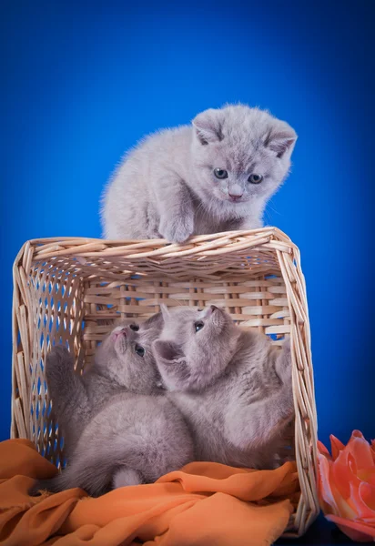 Gatinhos escoceses — Fotografia de Stock