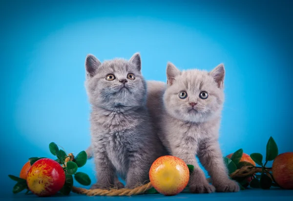 Scottish kittens — Stock Photo, Image