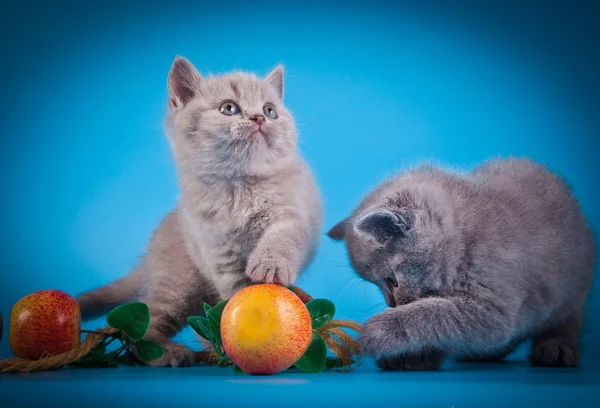 Scottish kittens — Stock Photo, Image