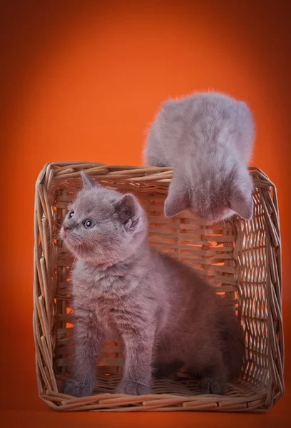 Gatinhos escoceses — Fotografia de Stock