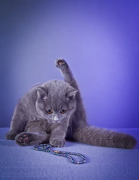 Britské modré kotě — Stock fotografie