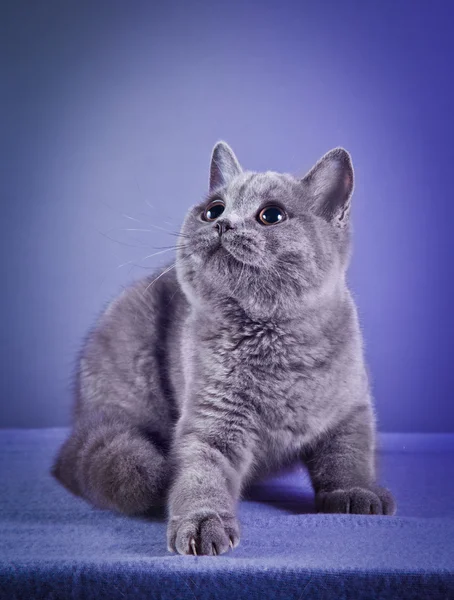 British blue kitten — Stock Photo, Image