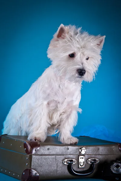 Dog breed west highland white terrier — Stock Photo, Image