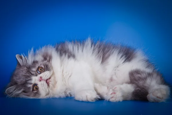 Persisk katt i studio — Stockfoto
