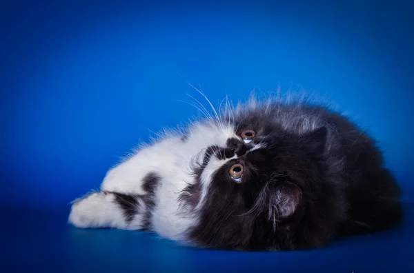 Kot perski w studio — Zdjęcie stockowe