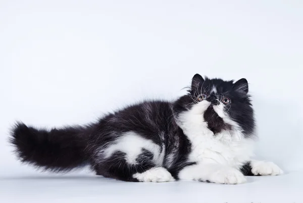 Gatto persiano in studio — Foto Stock