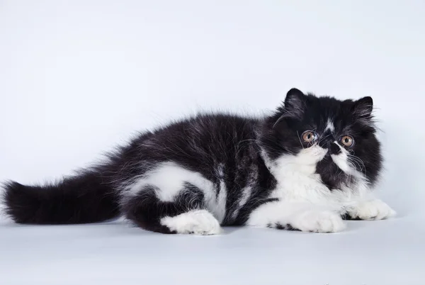 Perserkatze im Atelier — Stockfoto