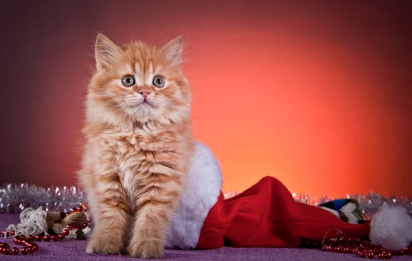 Scottish kittens — Stock Photo, Image