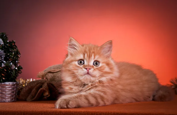 Schottische Jungtiere — Stockfoto