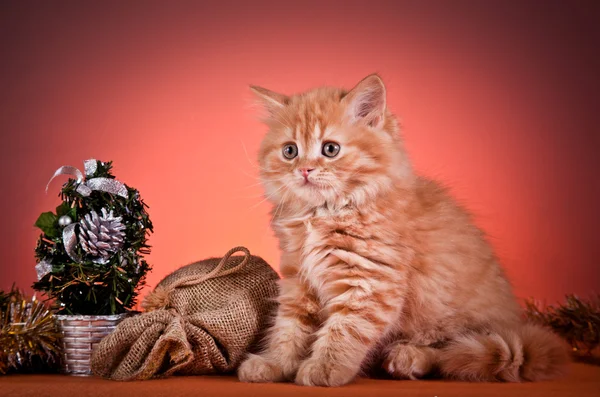 Gatinhos escoceses — Fotografia de Stock