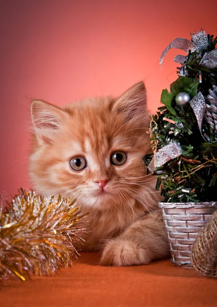 Scottish kittens — Stock Photo, Image