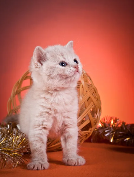 Schottische Jungtiere — Stockfoto