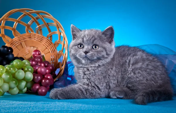 Scottish kittens — Stock Photo, Image