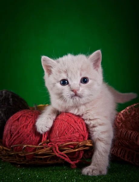 İskoç yavru kedi — Stok fotoğraf