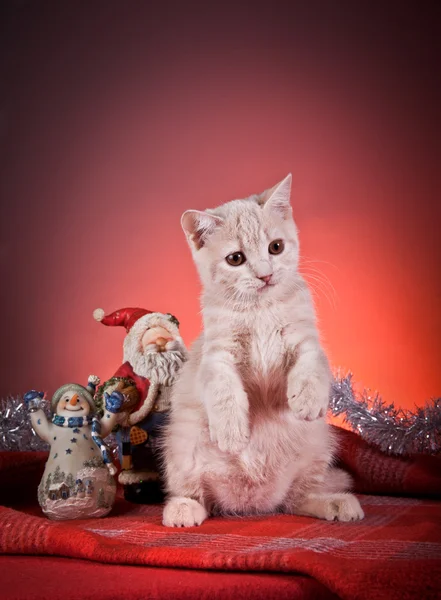 Scottish kittens — Stock Photo, Image