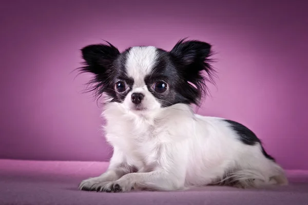 สุนัขพันธุ์ Chihuahua — ภาพถ่ายสต็อก