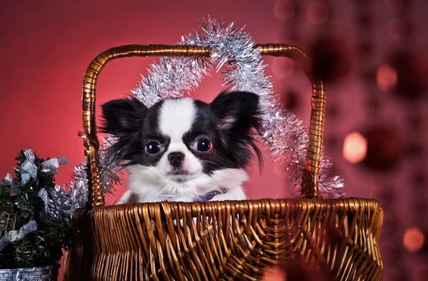 Hunderasse Chihuahua — Stockfoto