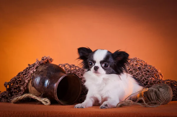 Razza di cane Chihuahua — Foto Stock