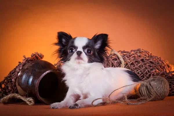 Raça de cães Chihuahua — Fotografia de Stock