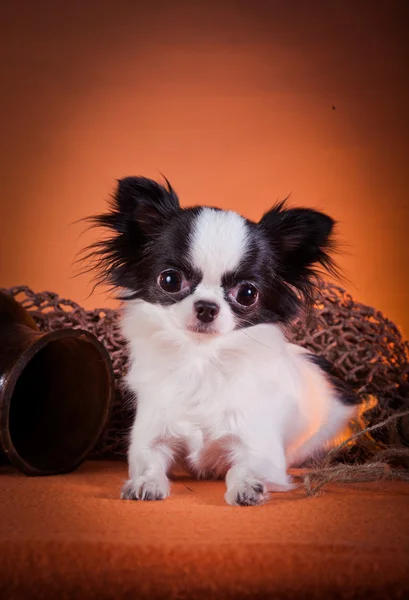 Cría de perros Chihuahua —  Fotos de Stock