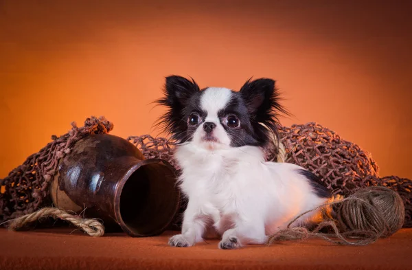 Köpek doğurmak chihuahua — Stok fotoğraf