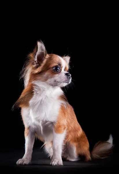 Hunderasse Chihuahua — Stockfoto