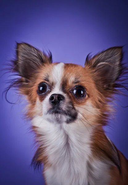 Hunderasse Chihuahua — Stockfoto