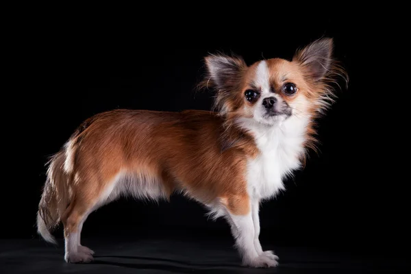 Собаку породи Чихуахуа — стокове фото