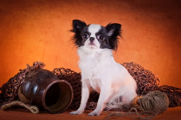 Hund rasen chihuahua — Stockfoto