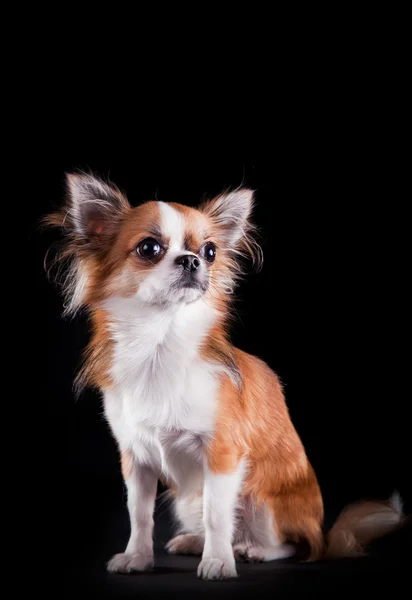 Dog breed Chihuahua — Stock Photo, Image