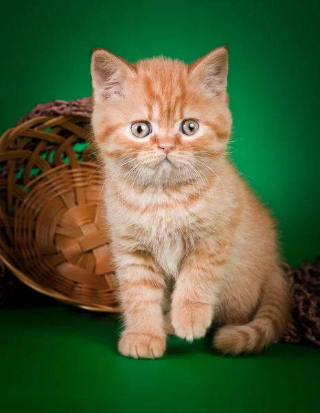 Scottish kittens — Stock Photo, Image