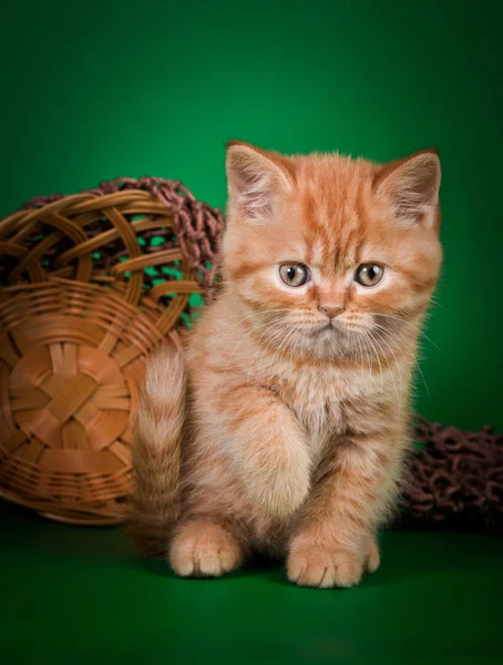 Skotska kattungar — Stockfoto