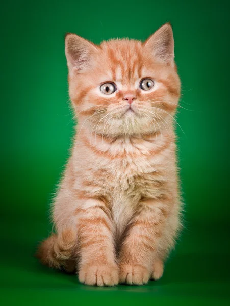 Scottish kittens — Stock Photo, Image