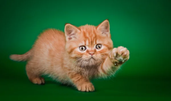 Scottish kittens — Stock Photo, Image