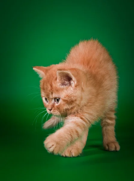 Scottish kittens — Stock Photo, Image