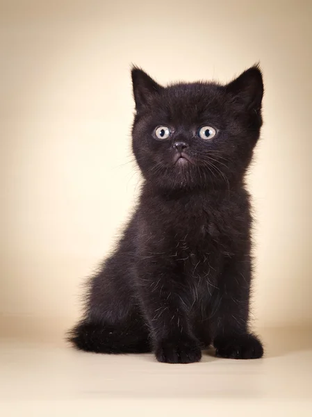 Scottish kittens — Stock Photo, Image