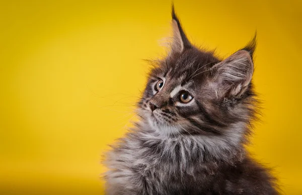 Maine coon gatinho — Fotografia de Stock