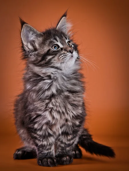 Maine Coon kitten — Stock Photo, Image