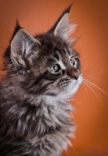 Maine Coon kitten — Stock Photo, Image