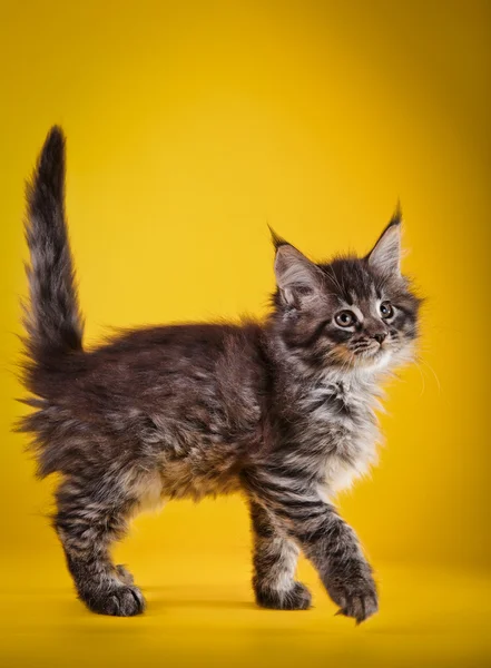 Maine Coon kitten — Stock Photo, Image