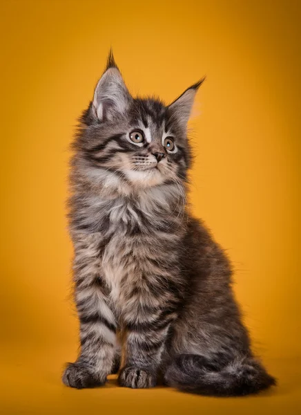 Maine Coon kitten — Stock Photo, Image