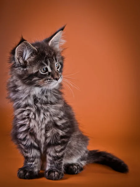 Maine Coon kitten — Stock Photo, Image