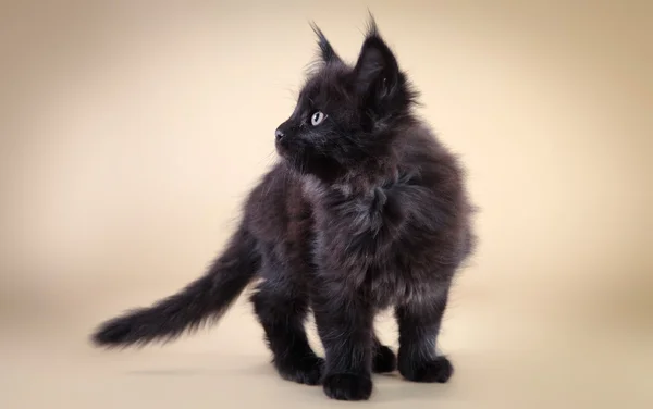 Maine Coon kitten — Stock Photo, Image