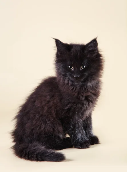 Maine Coon kitten — Stock Photo, Image