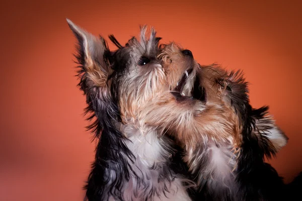Yorkshire terrier welpe — Stockfoto