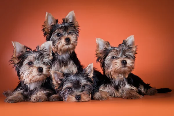 Yorkshire Terrier puppy — Stock Photo, Image